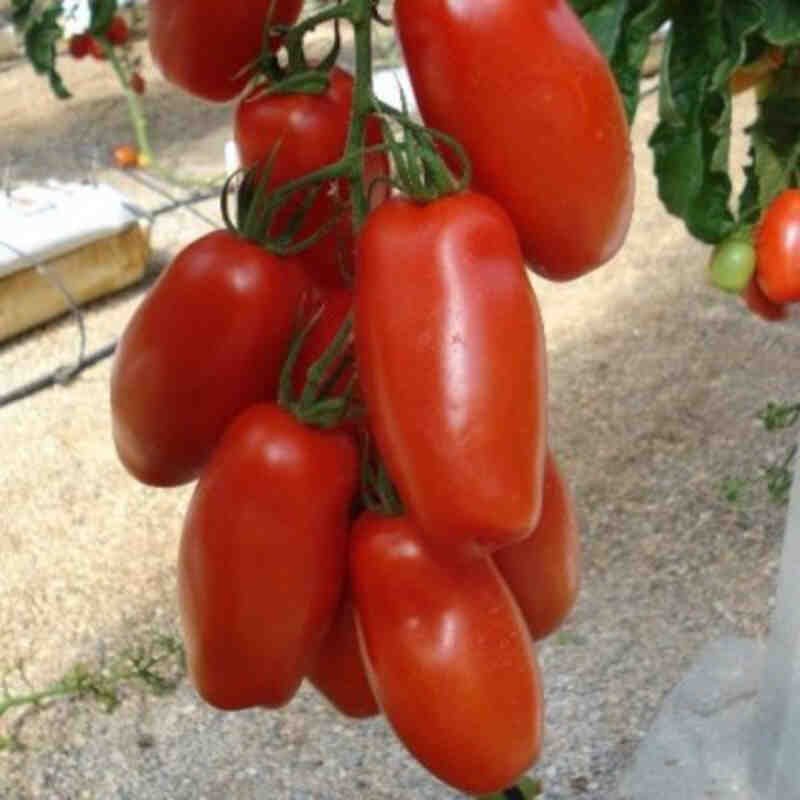 Tomat San marzano 11,5 cm. pot.