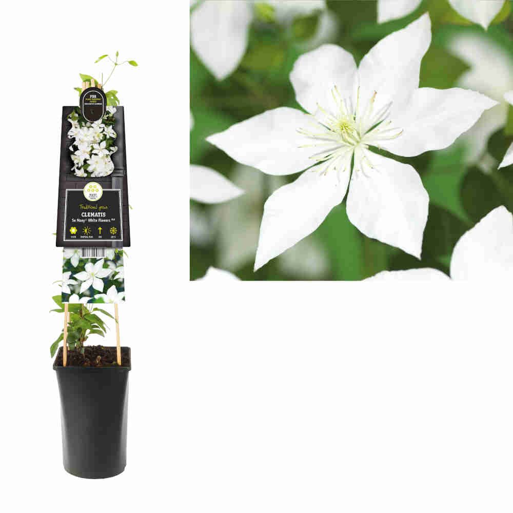 Clematis 'So Many White Flowers' C2,5 