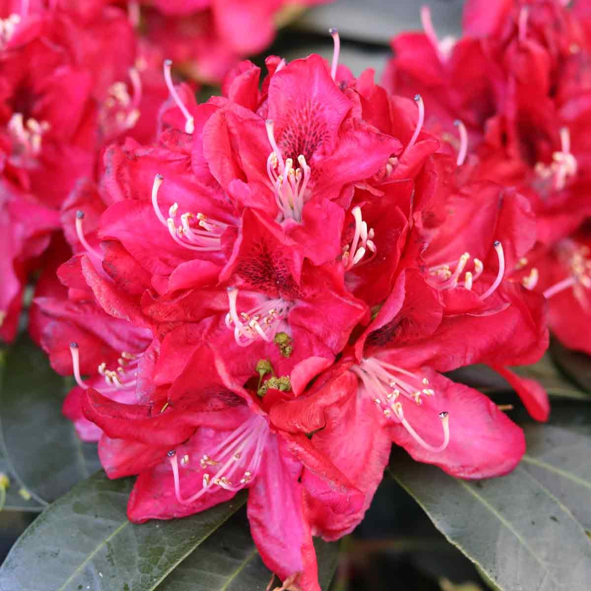 Rhododendron hybrid 'Karl Naue' C5 Easydendron®