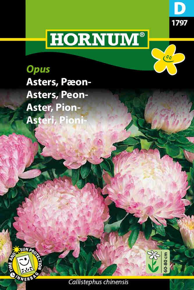 Asters frø - Pæon - Opus