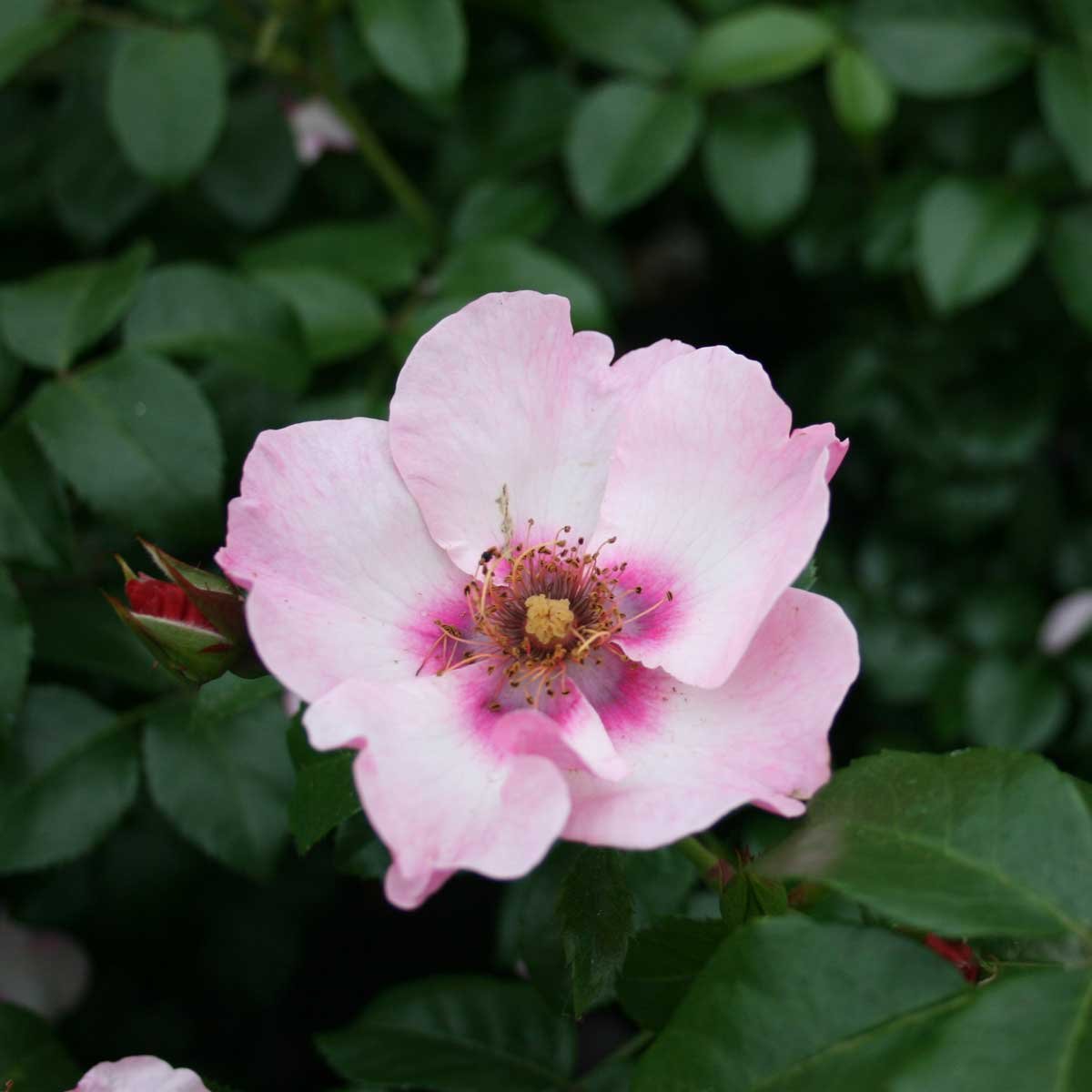 Rose 'Eyes on me' - Hulthemia persica hybrid