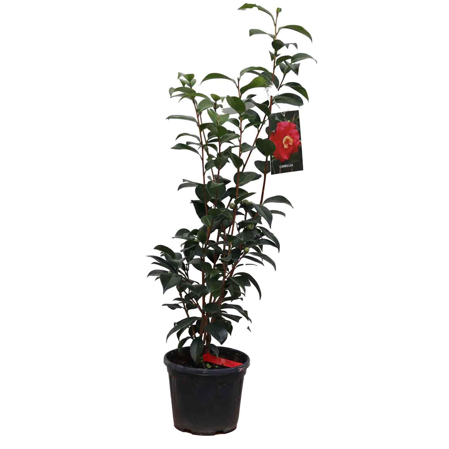 Camellia japonica 'San Dimas'  4,5L