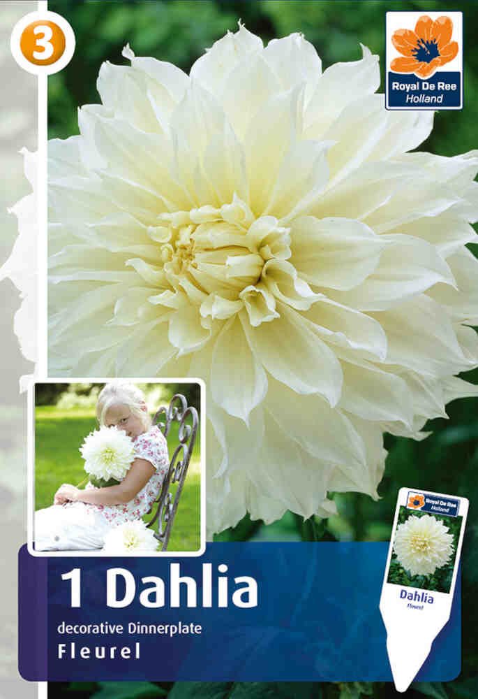 Dahlia Fleurel - dinnerplate