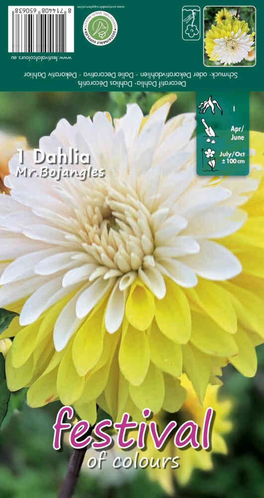 Dahlia Mr Bojangles - Decorative - NYHED