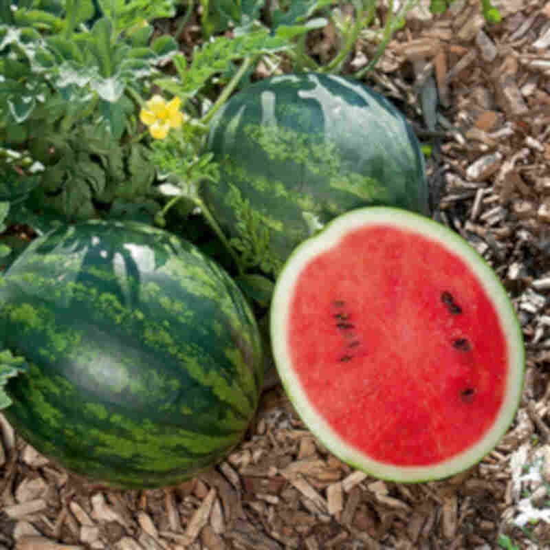 Melonplante - Vandmelon 'Fabiola'