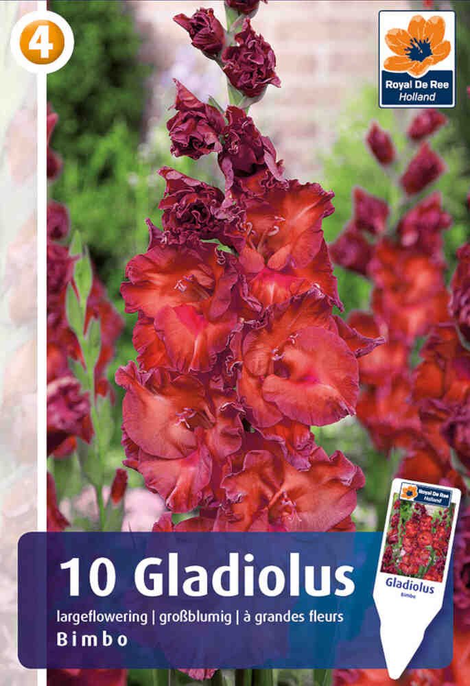 Gladiolus Bimbo - 10 stk - 10/12