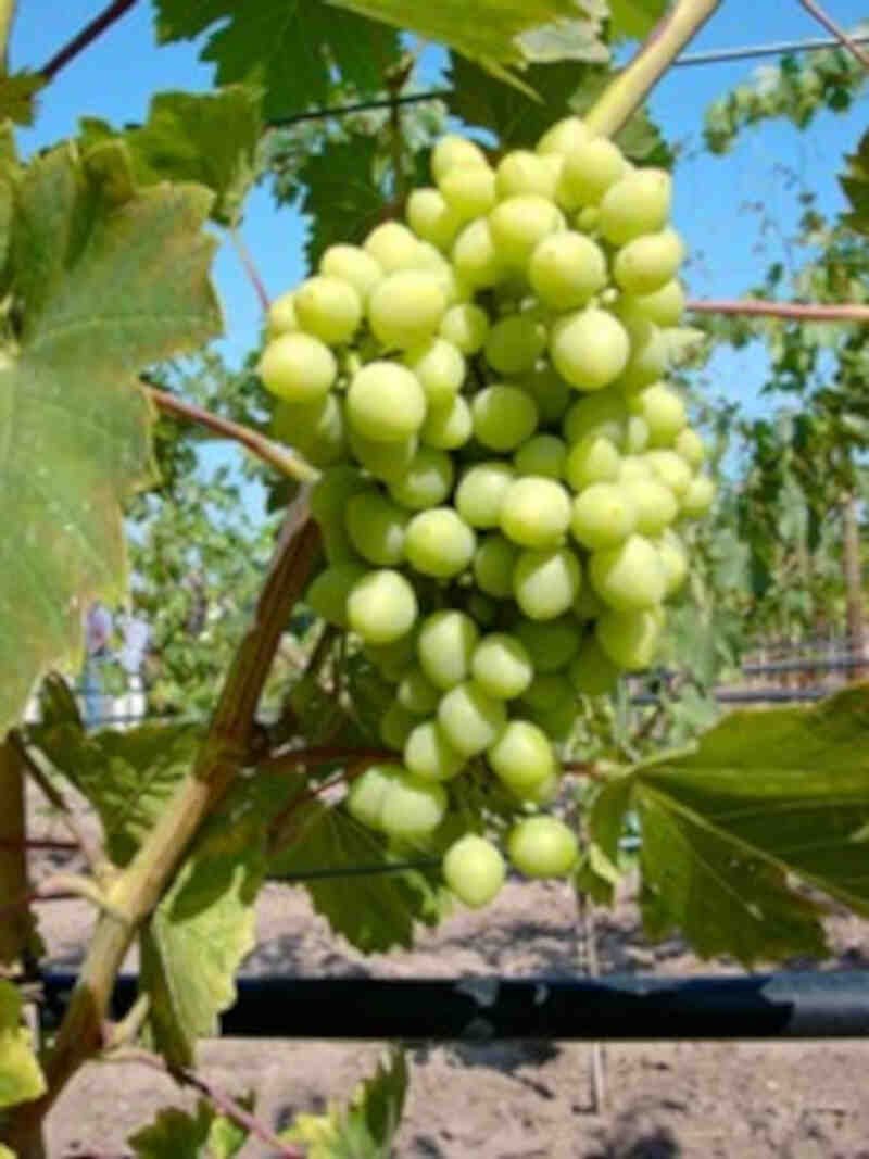 Vindrueplante - Vitis vinifera 'Frumosa alba'