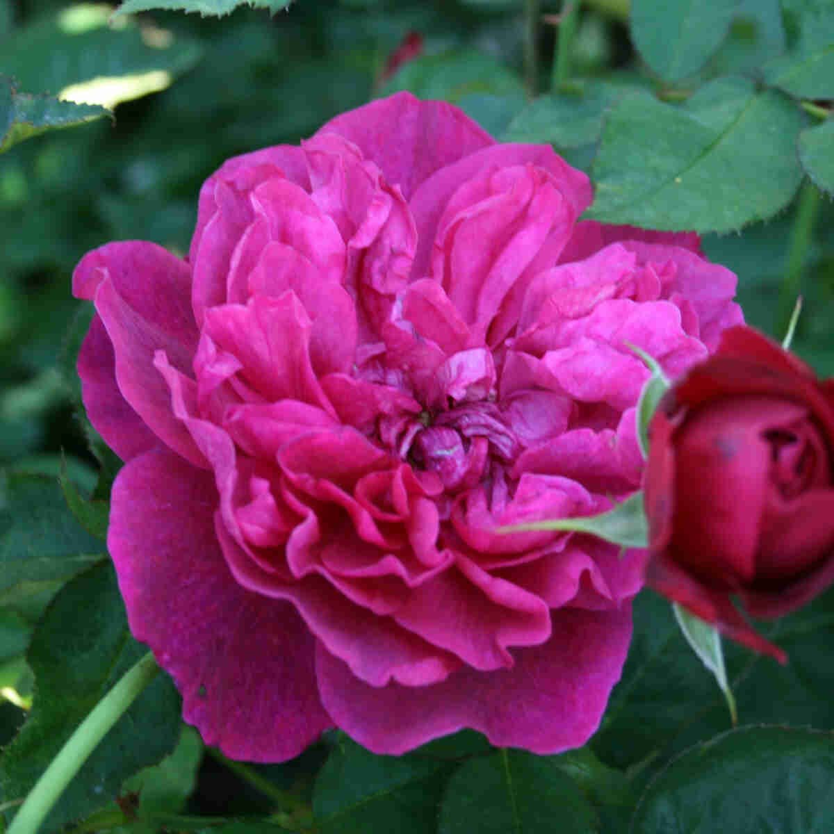 Rose 'Darcey Bussel' - (Ausdecorum)