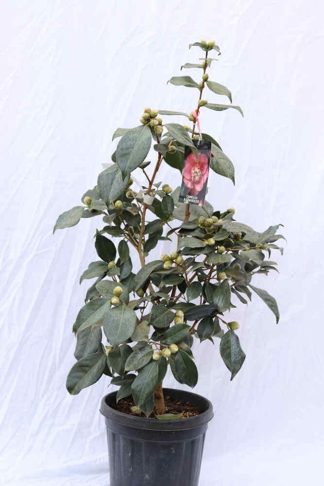 Camellia jap R. L. Wheeler 10L 100cm