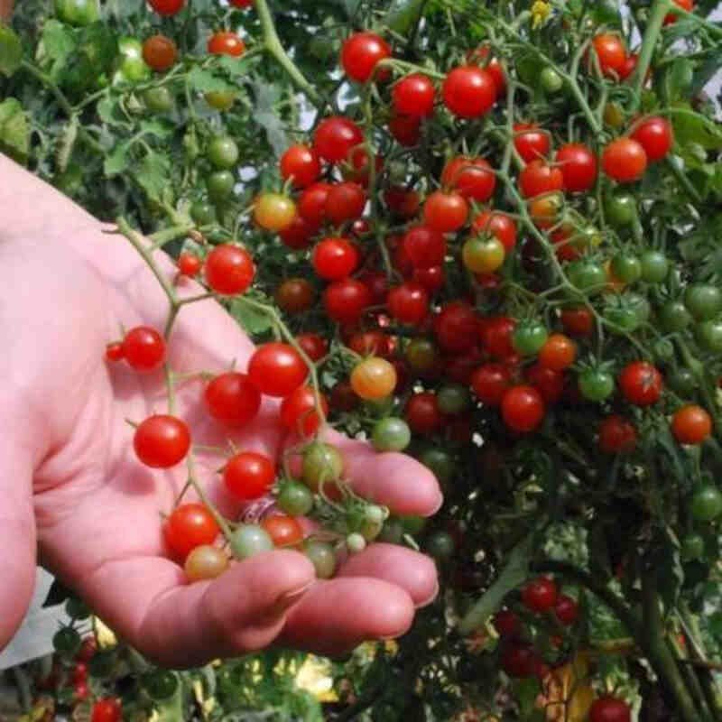 Tomatplante 'Red Currant' 11,5 cm. pot.
