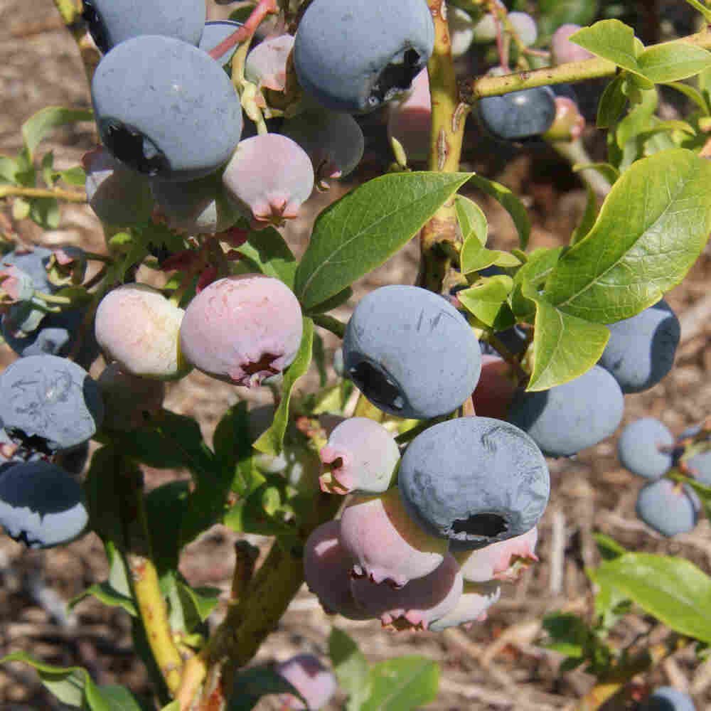 Blåbær - Vaccinium 'Blue Crop' 5 L. pot.
