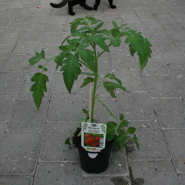 Tomatplante - Lycopersicum 'Dansk Export' 11,5cm pot
