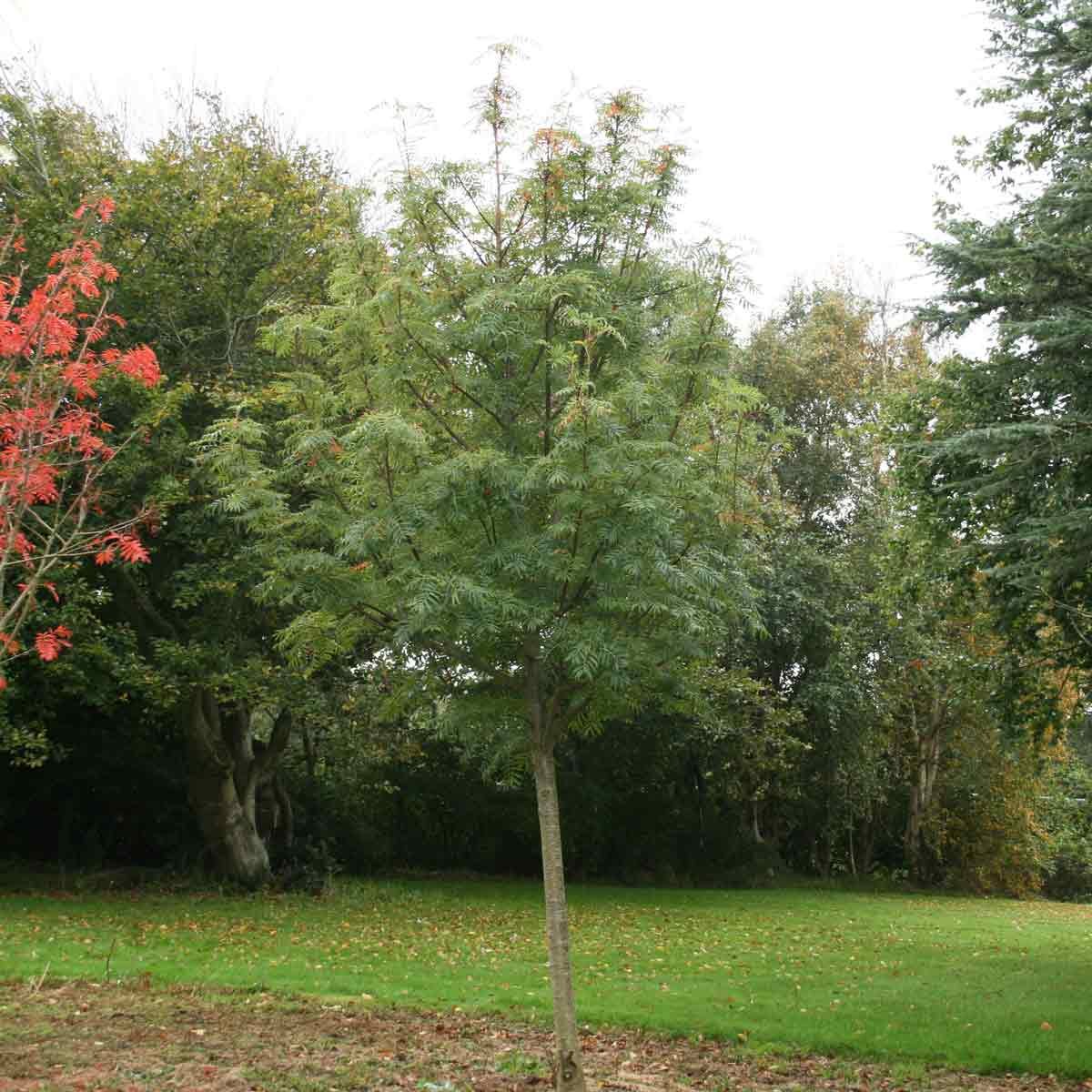 Sorbus aucuparia 'Dodong' 150cm