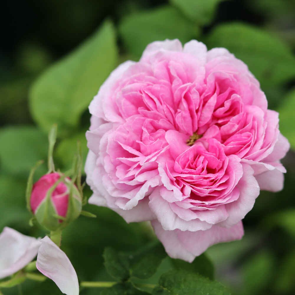 Rosa gallica 'Aimable Amie'