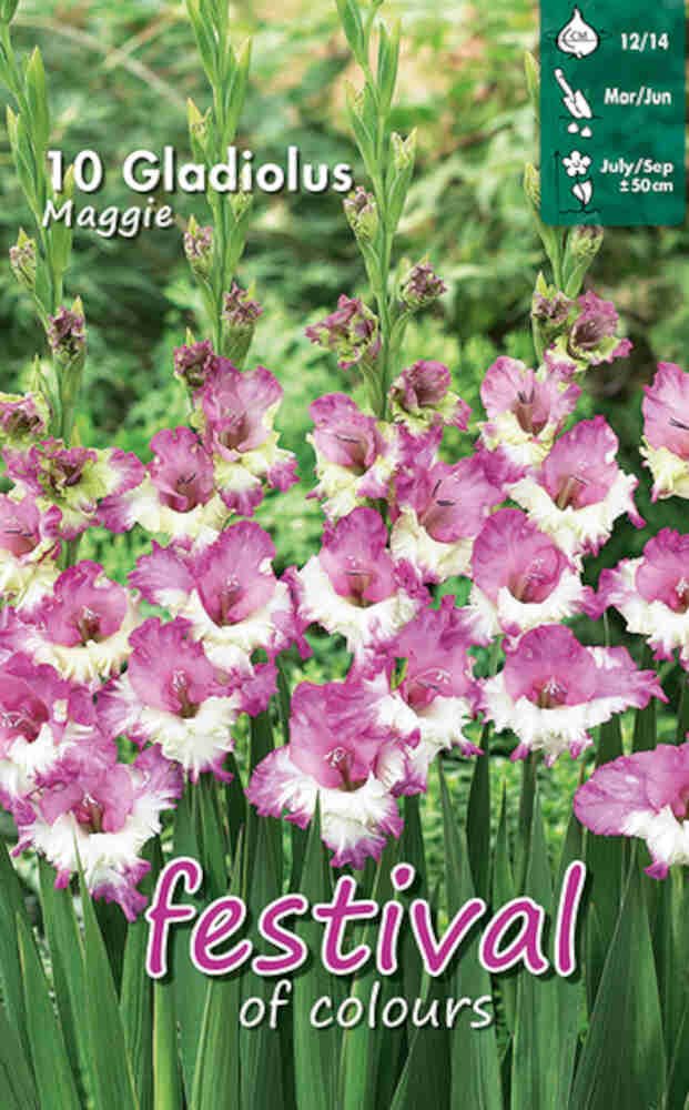 Gladiolus Maggie - Mini, småblomstret - 10 stk - 12/+