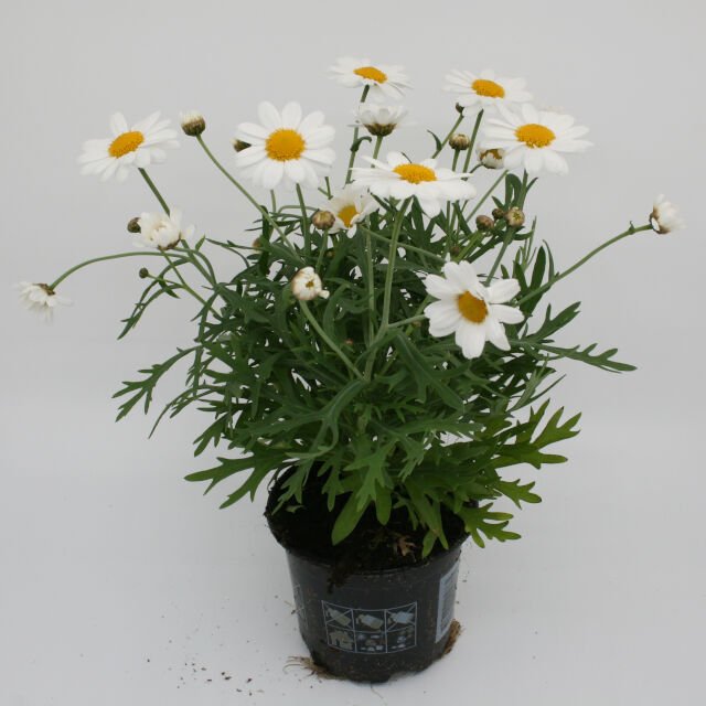 Margurit - Chrysanthemum Frutescens 11 cm. pot.
