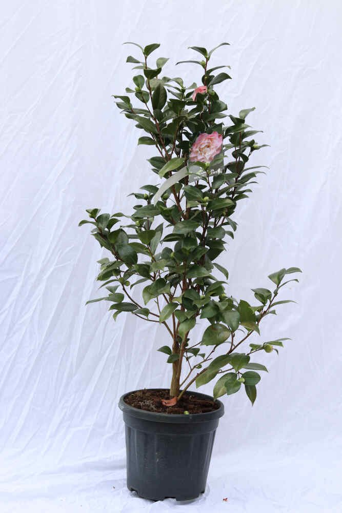 Camellia jap Nuccio's Jewel 10L 100cm