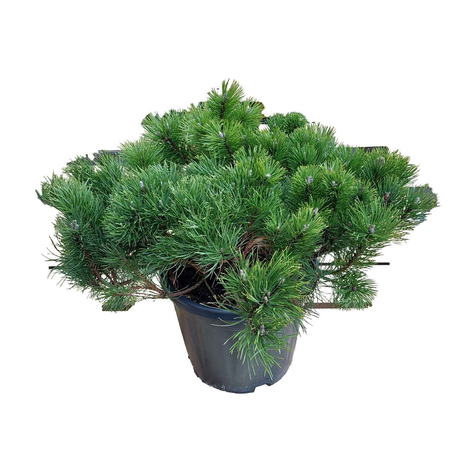Pinus mugo mughus C15