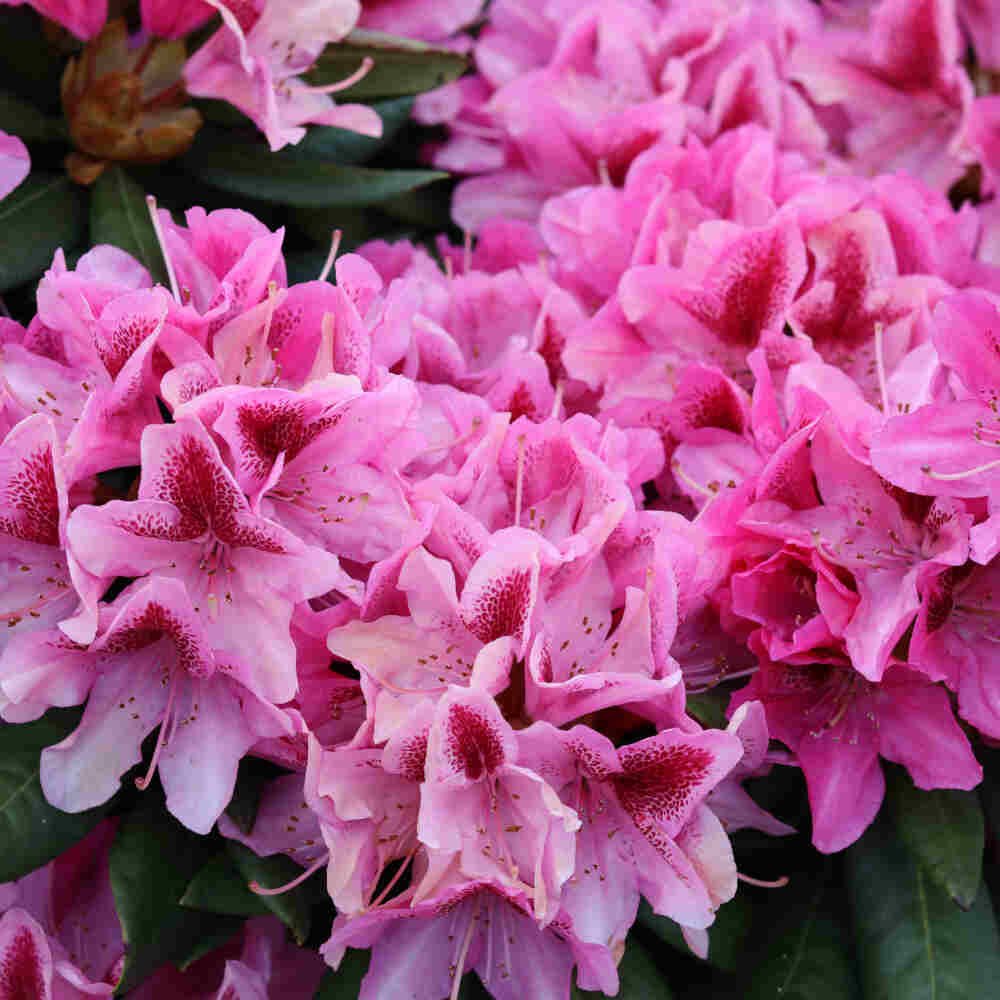 Rhododendron 'Cosmopolitan' 30-40 - C5