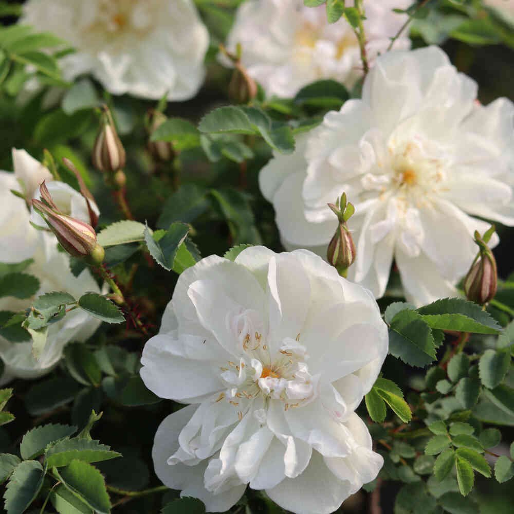 Klitrose - Rosa Pimpinellifolia 'Paula Vapelle'