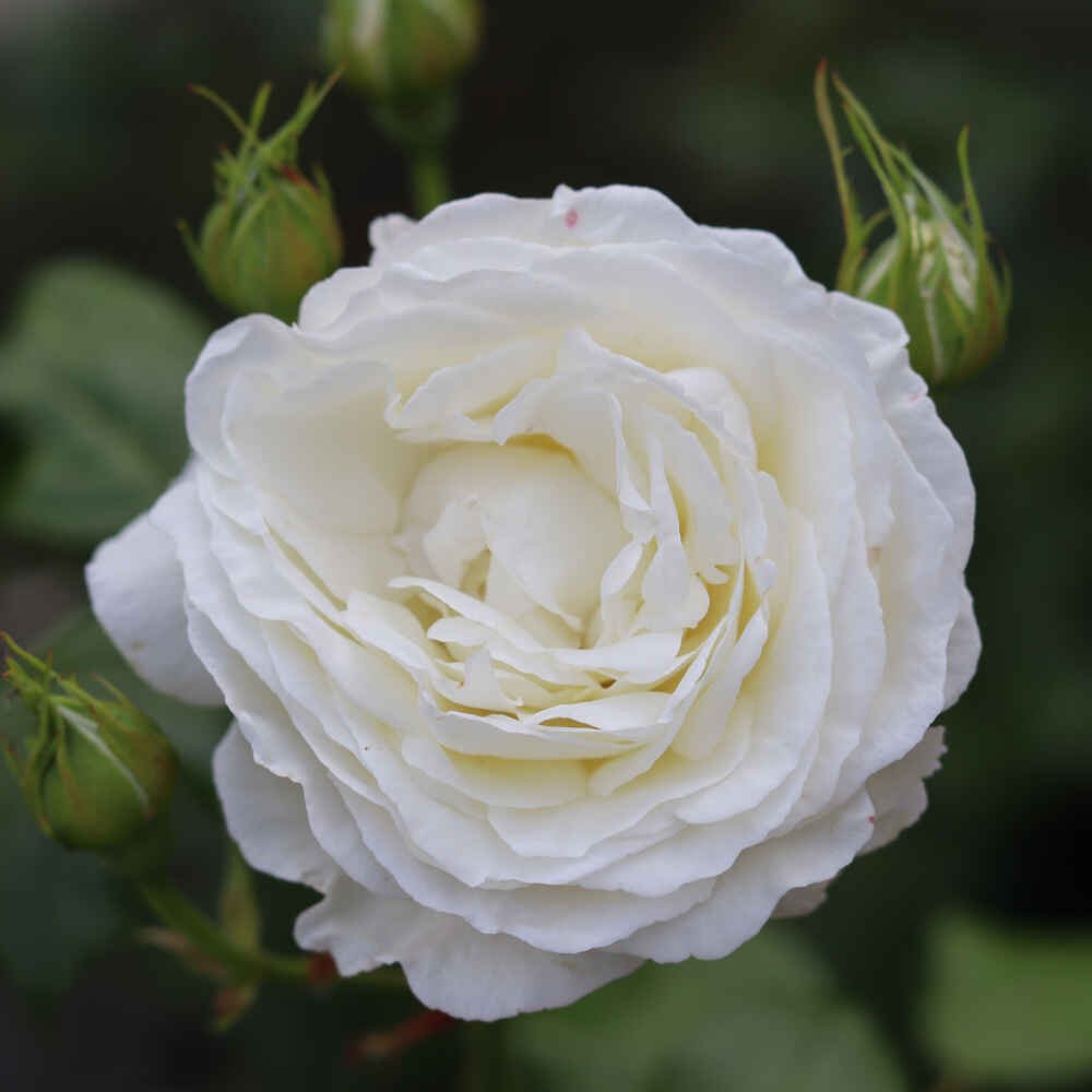 Rose 'Camille Claudel' - Nyhed 2021  