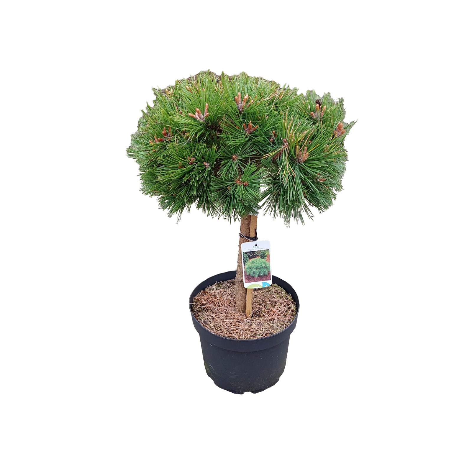 Pinus densiflora 'Low Glow' C10 40cm st
