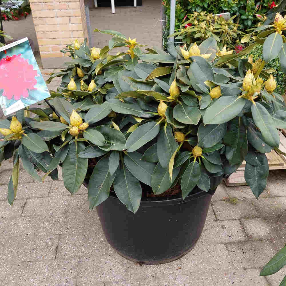 Rhododendron 'Markeeta's Prize' 80/100cm C80