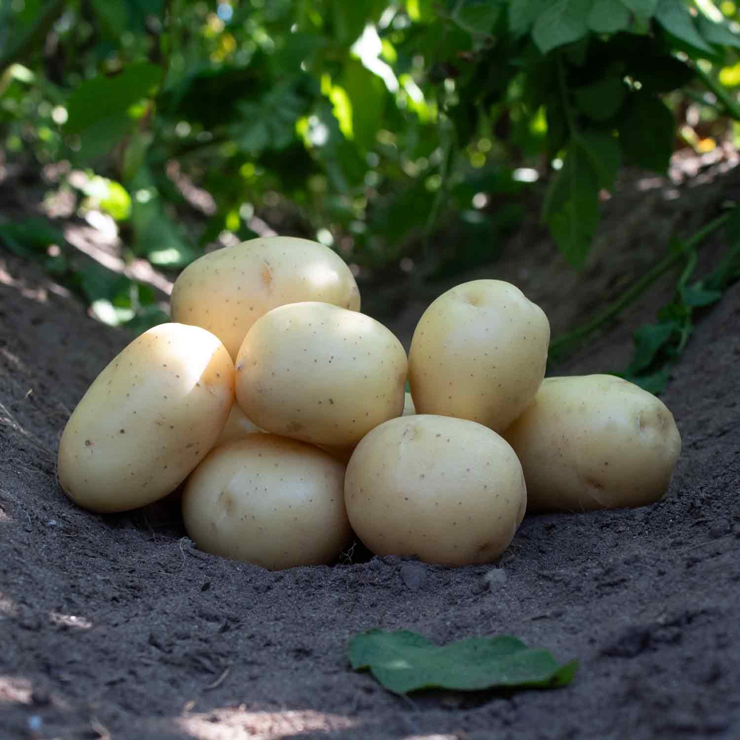 Læggekartofler - Pondus 1,5kg NYHED
