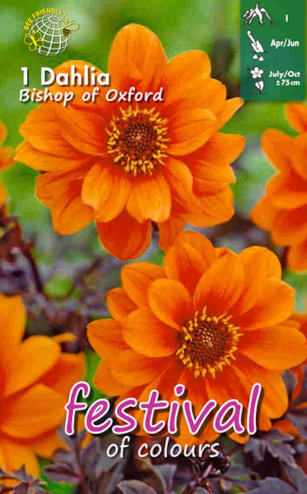Dahlia 'Bishop of Oxford - Paeon blomstret'