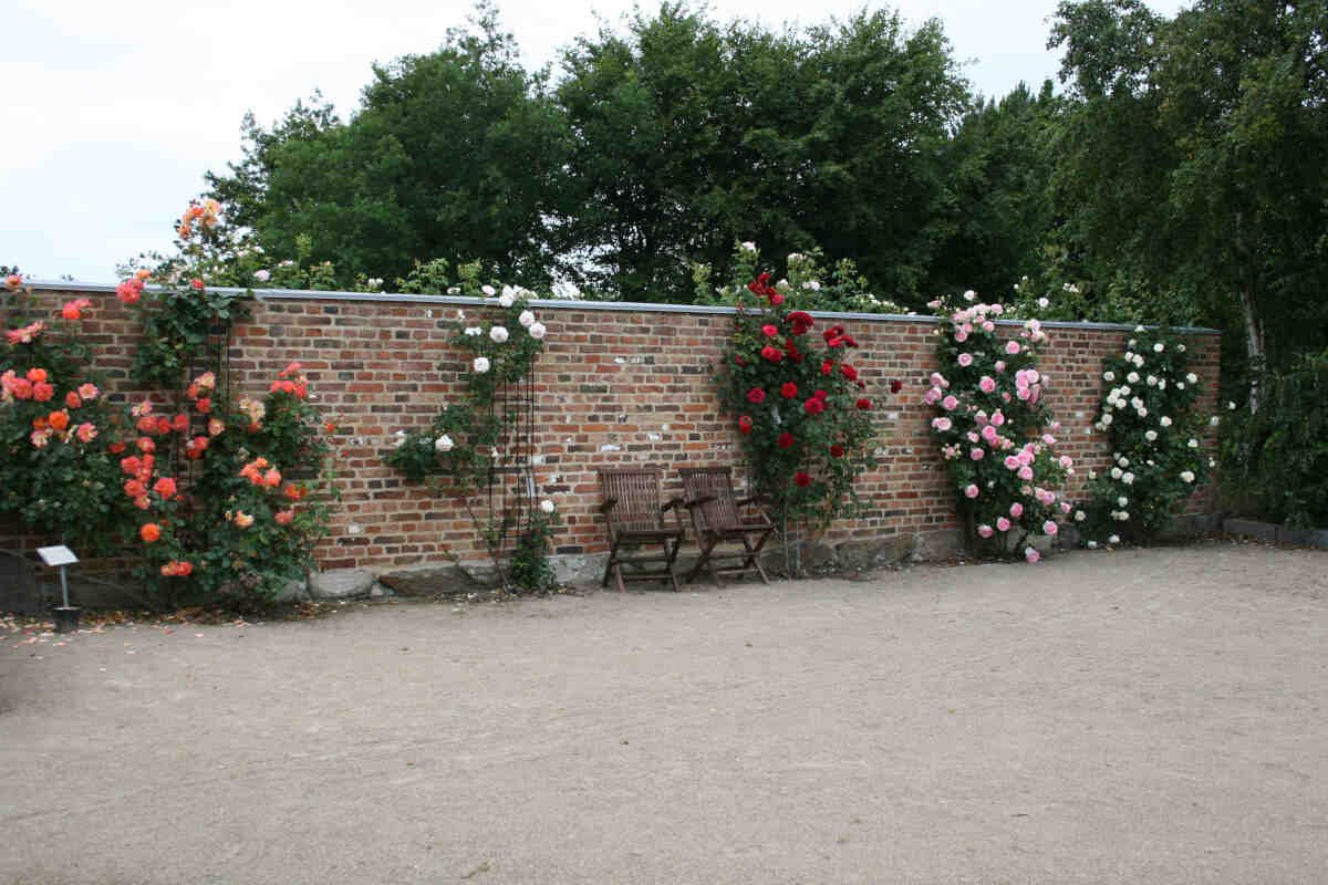 Den rosen mur i Laubjergs Rosenhave