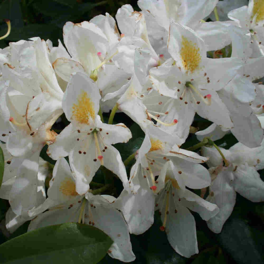 Rhododendron 'Madame Masson' 80/100cm C80
