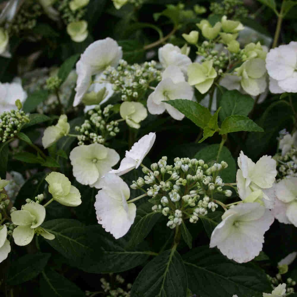 Hydrangea macrophylla 'Runaway Bride' ® C 3,5