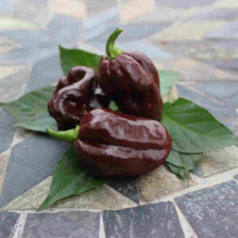 Chiliplante Habanero 'Chocolate Scotch Bonnet'