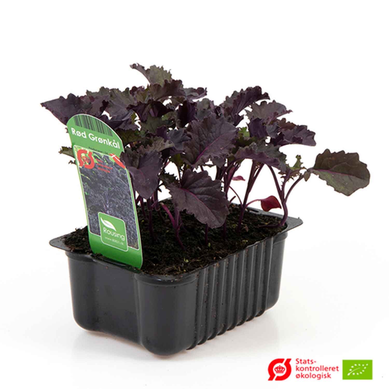 Rød Grønkål - Brassica oleracea Rød i box