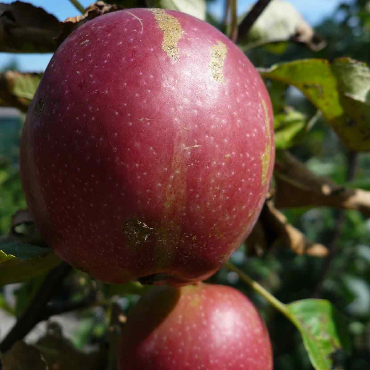 Æbletræ Summerred