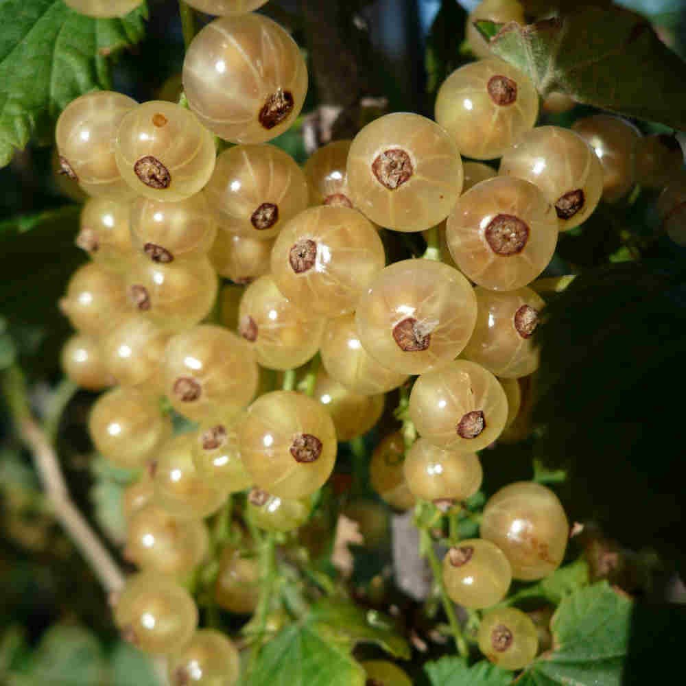 Hvid ribs - Ribes rubrum 'Hvid Hollandsk'