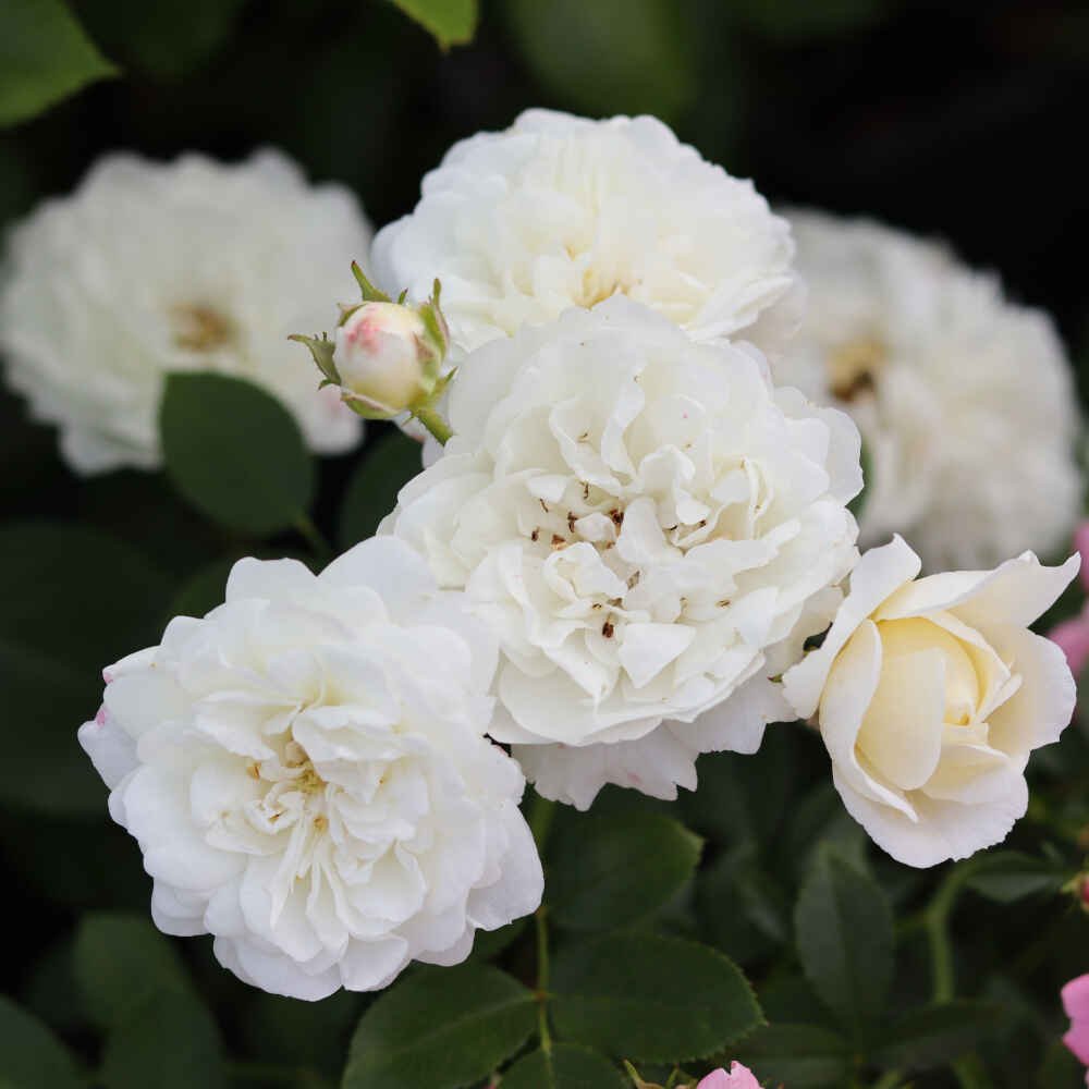 Rose 'White Babyflor'