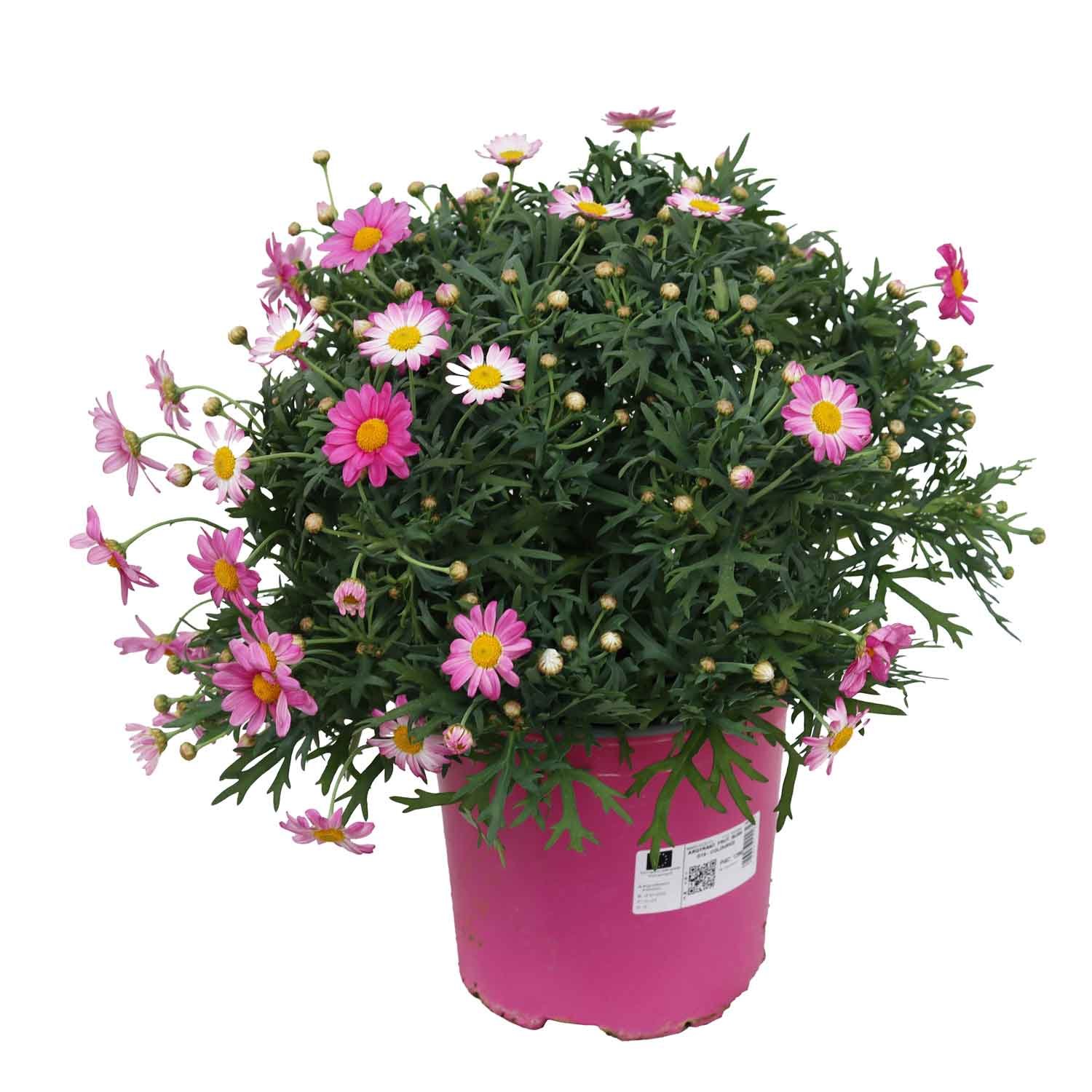 Margurit - Argyranthemum frutescens D19 - flere farver