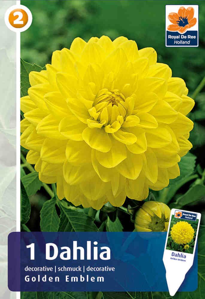 Dahlia Golden Emblem - Dekorative
