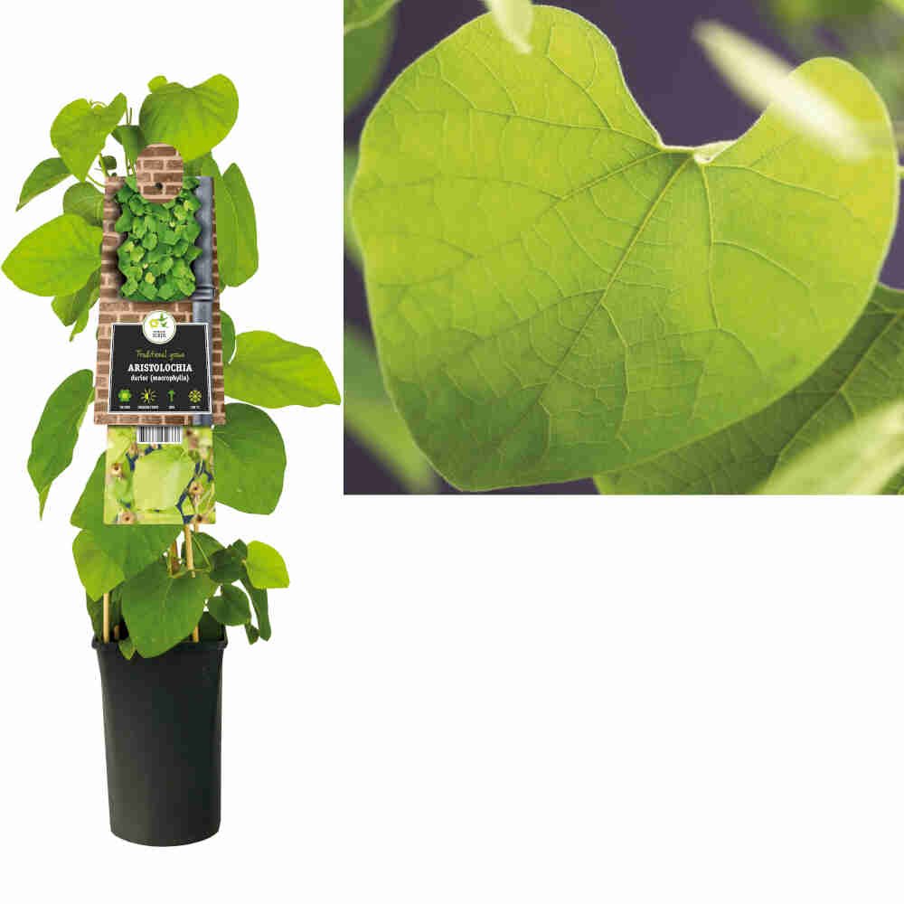 Tobakspibeplante - Aristolochia macrophylla