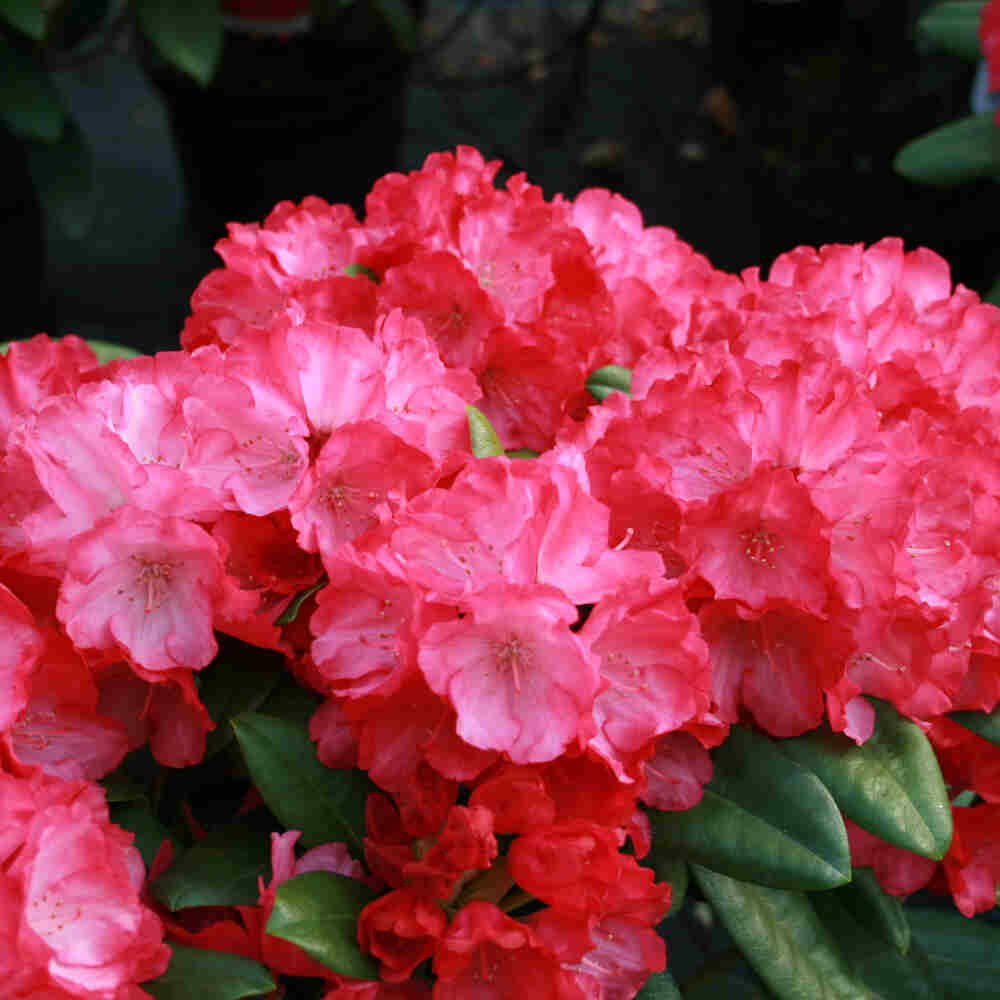 Rhododendron yakushimanum 'Fantastica' 30-40 - C5