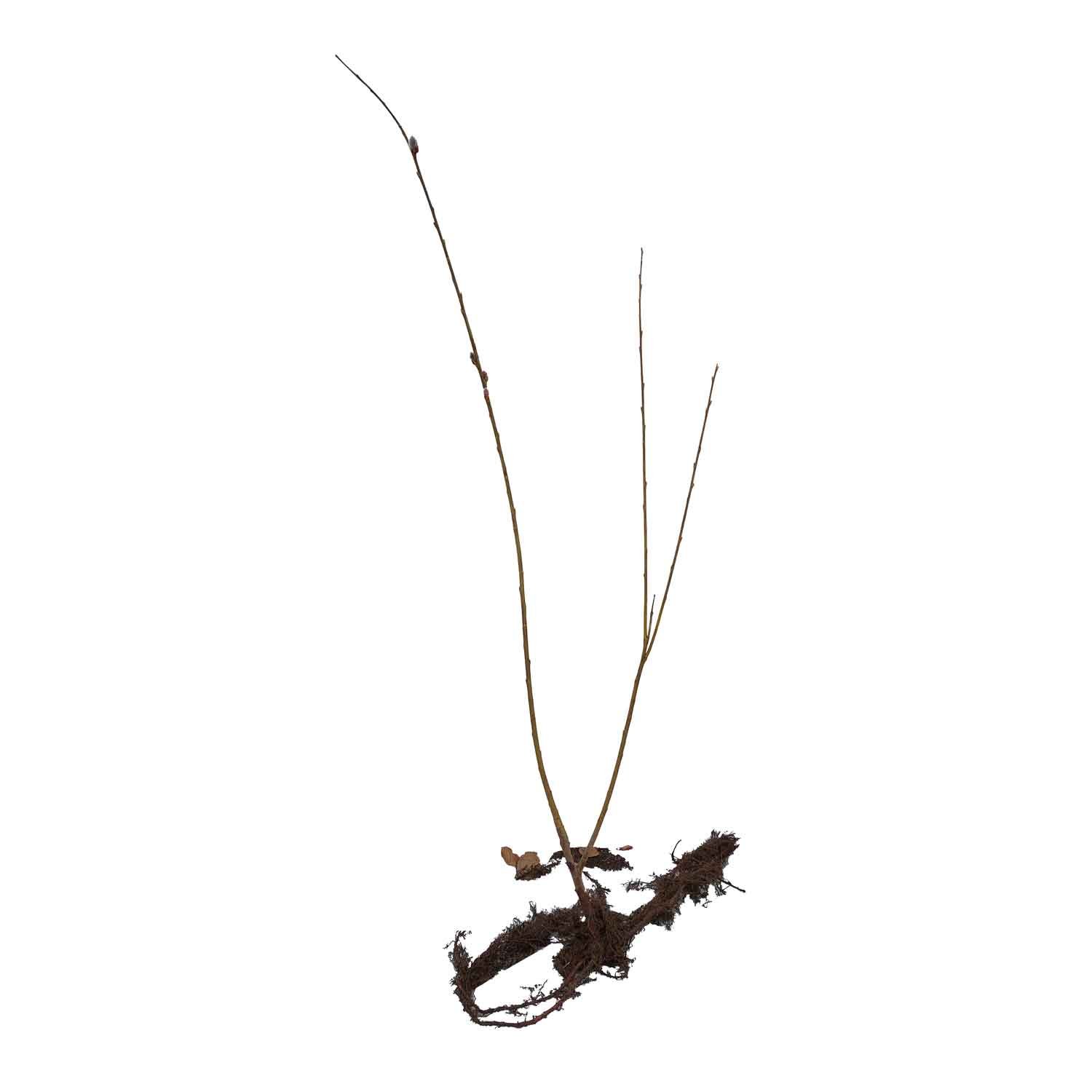 Gråpil - Salix cinerea 0/1 60-100cm