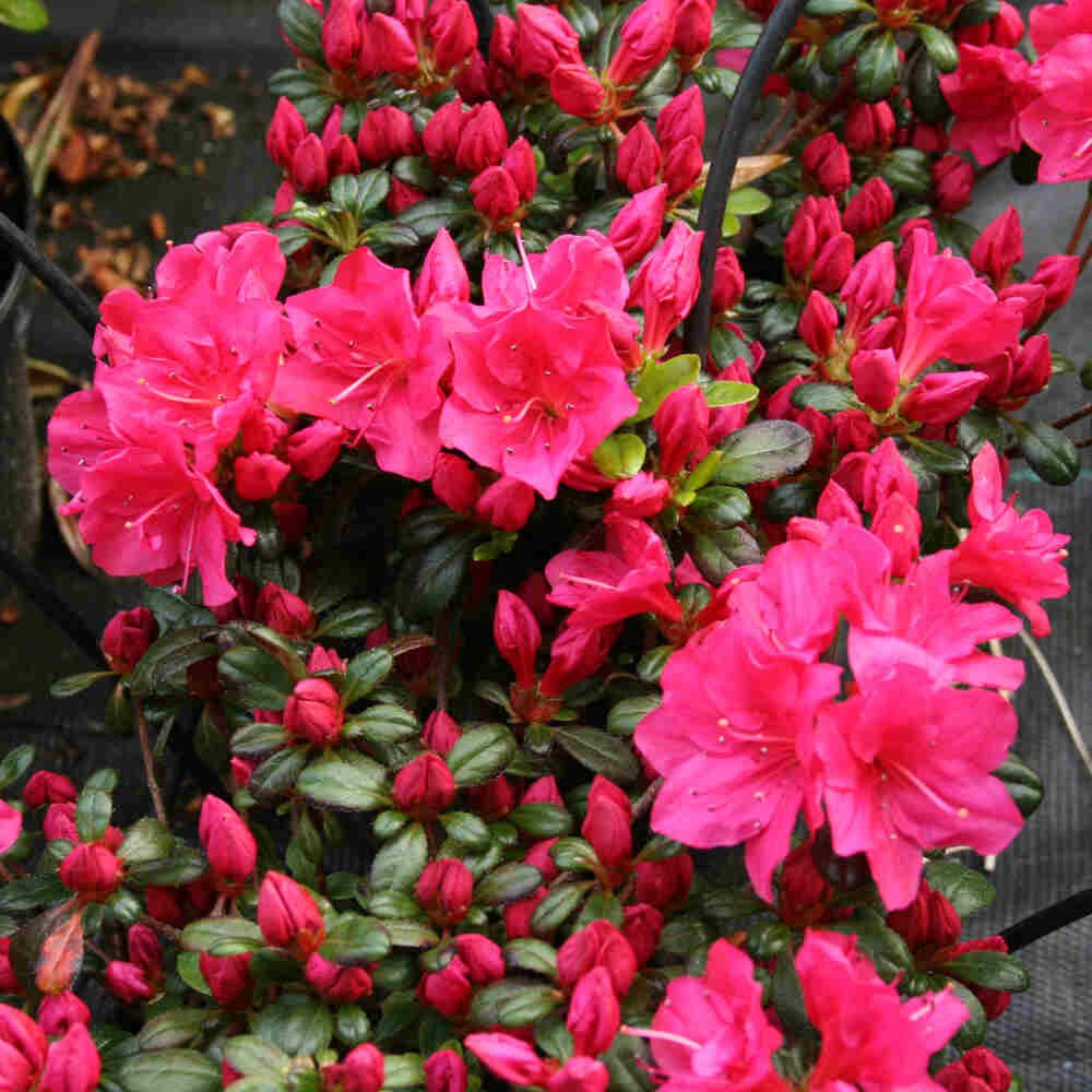 Rhododendron Japonica 'Canzonetta' 20-25 - C2