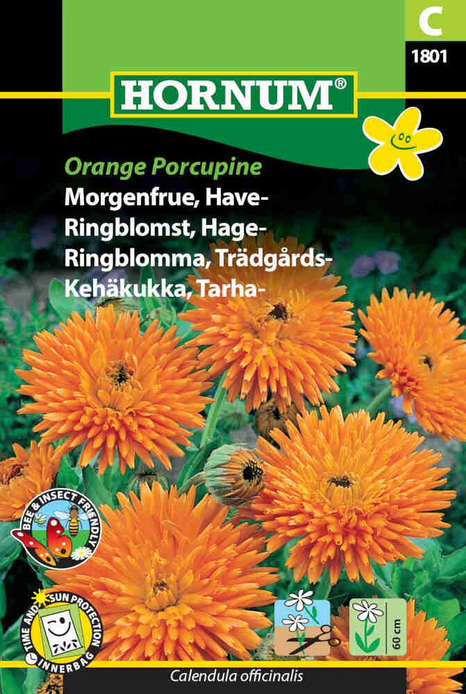 Morgenfrue frø - Have - Orange Porcupine