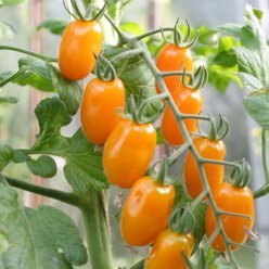 Tomatplante 'Krebs Mandarina' 11,5 cm. pot.