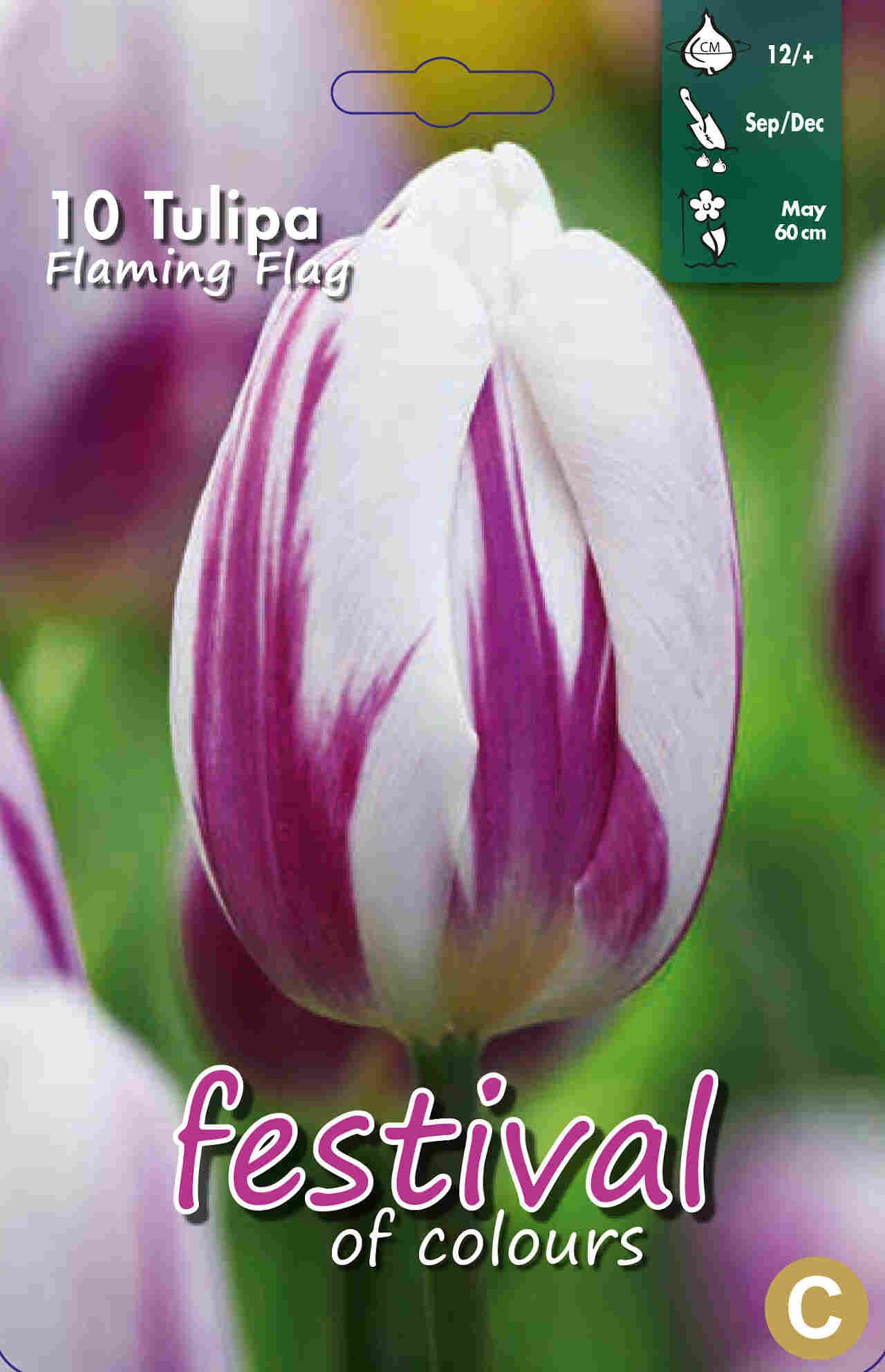 Tulips Flaming Flag 12/+