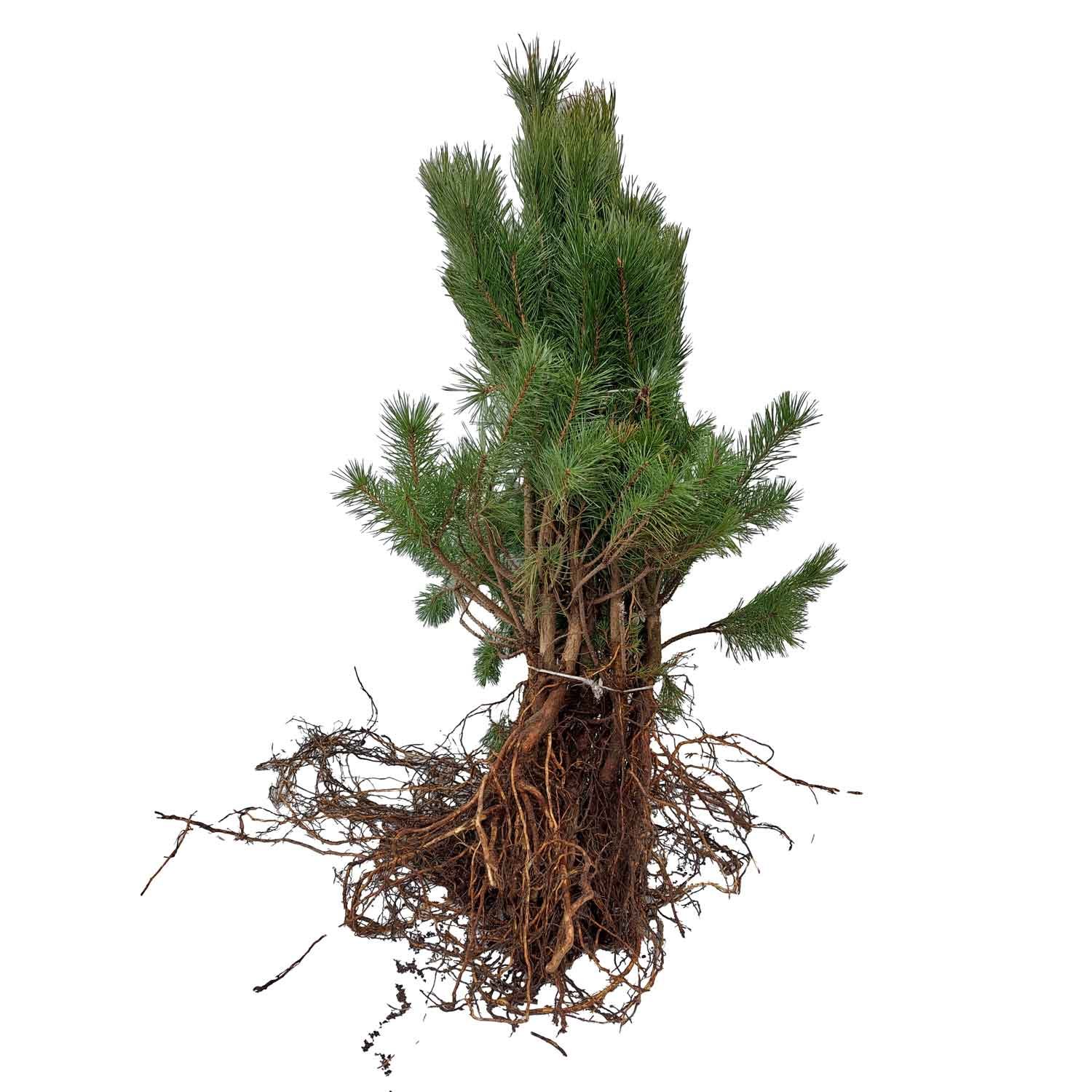 Skovfyr - Pinus sylvestris 2/2 40-60cm