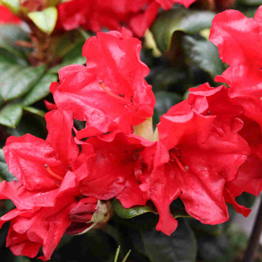 Rhododendron 'Scarlet Wonder' 25/30 C4