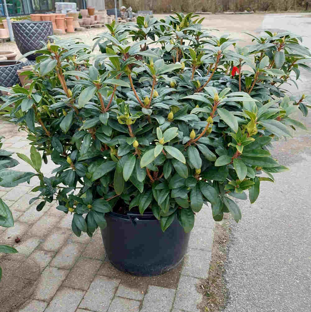 Rhododendron 'Anah Kruschke' 80/100cm C80