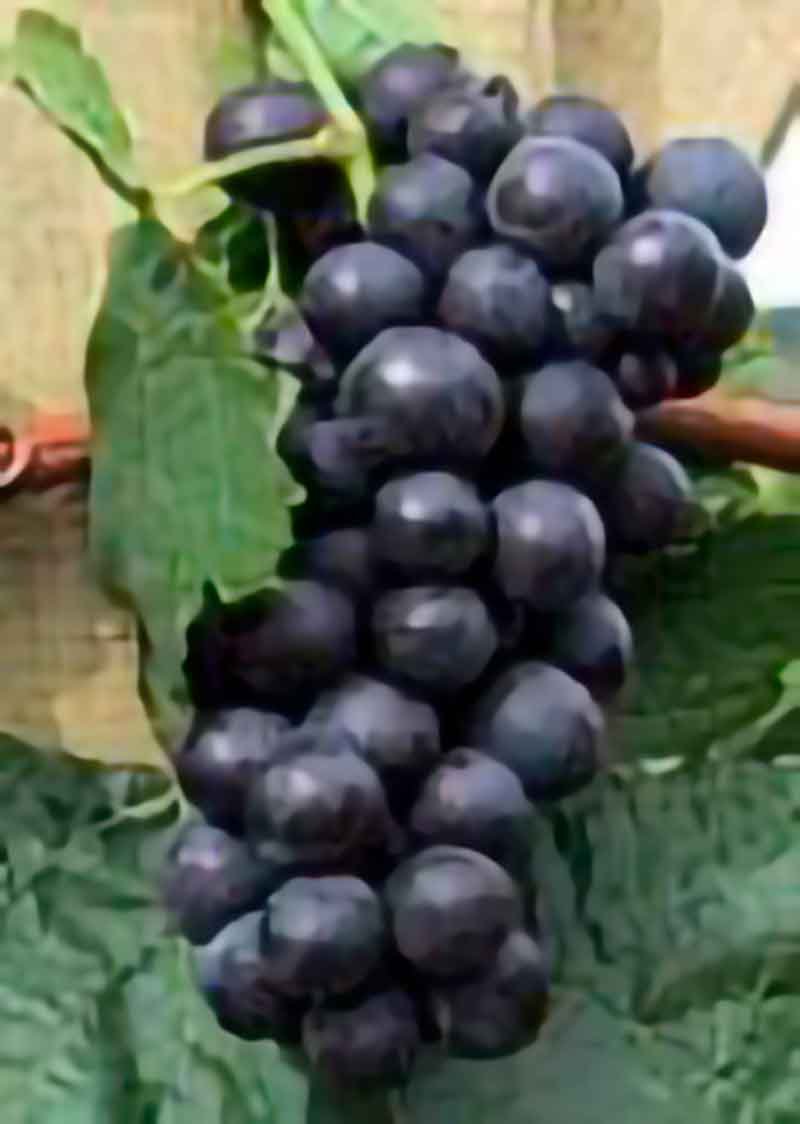 Vinplante Regent C4